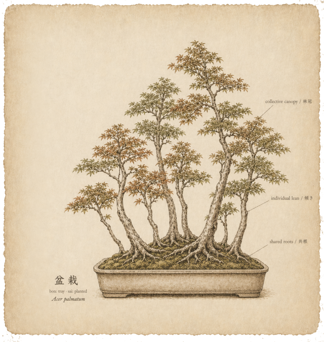 Botanical illustration of a forest planting of maples