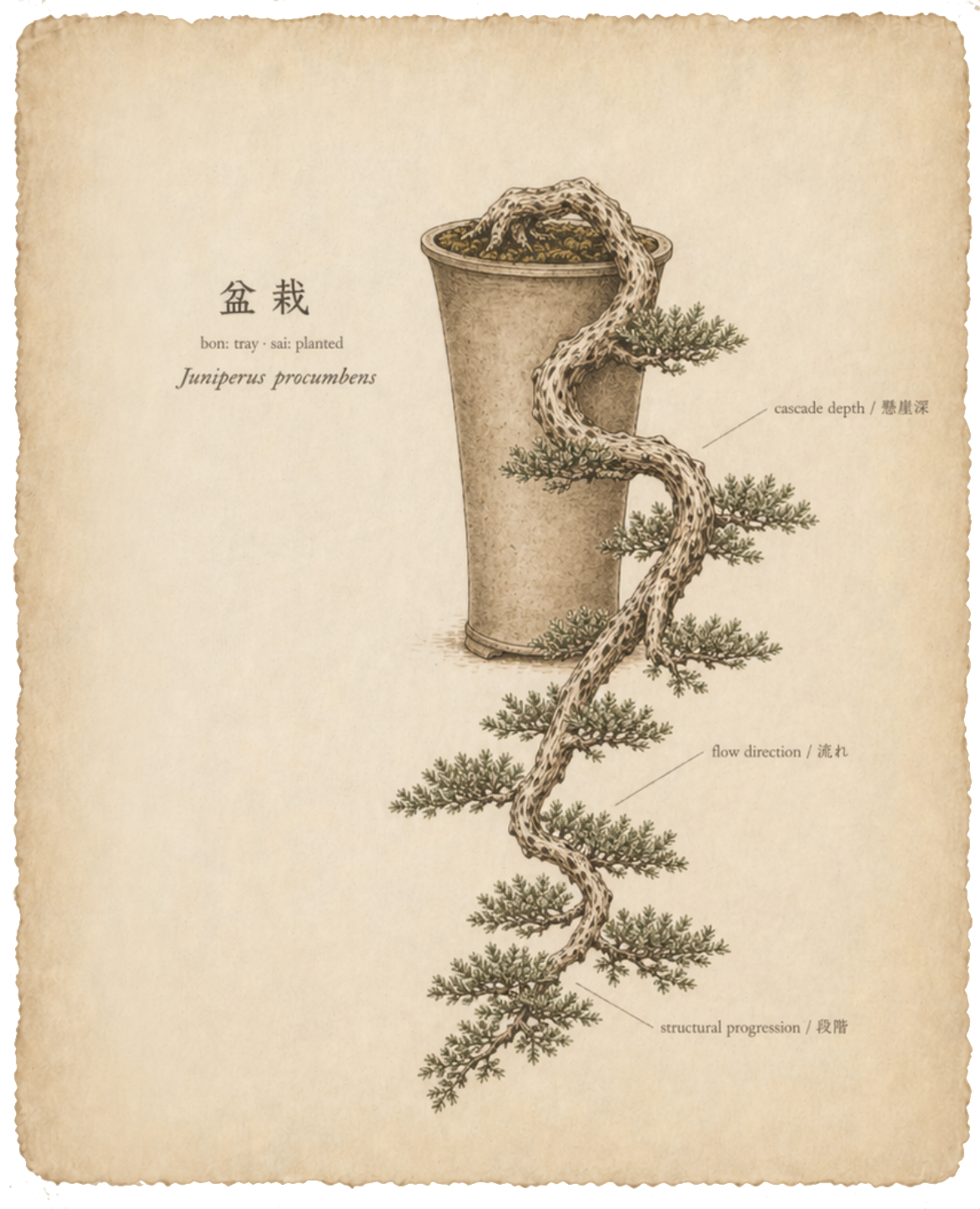 Botanical illustration of a cascade juniper