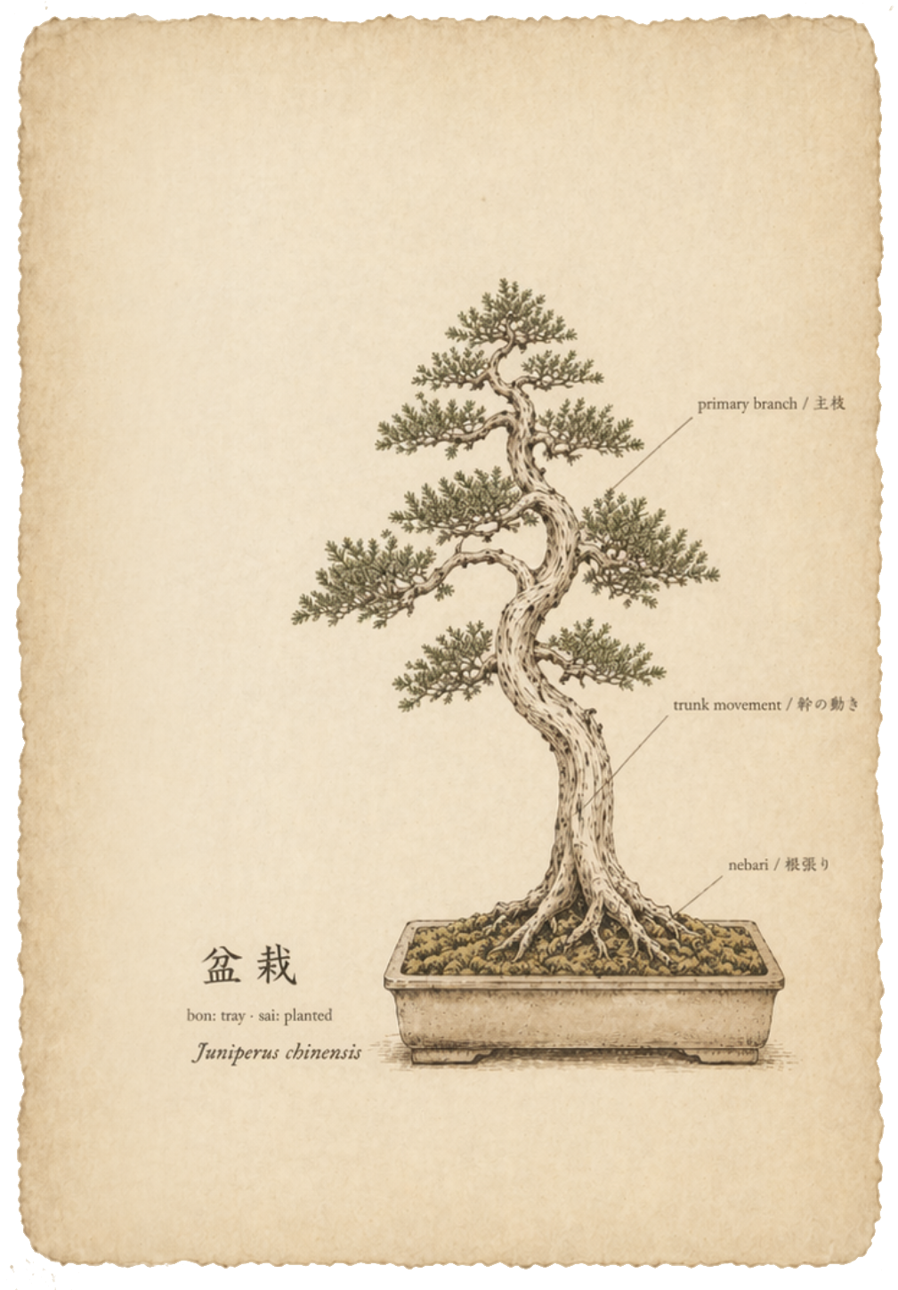 Botanical illustration of a juniper bonsai