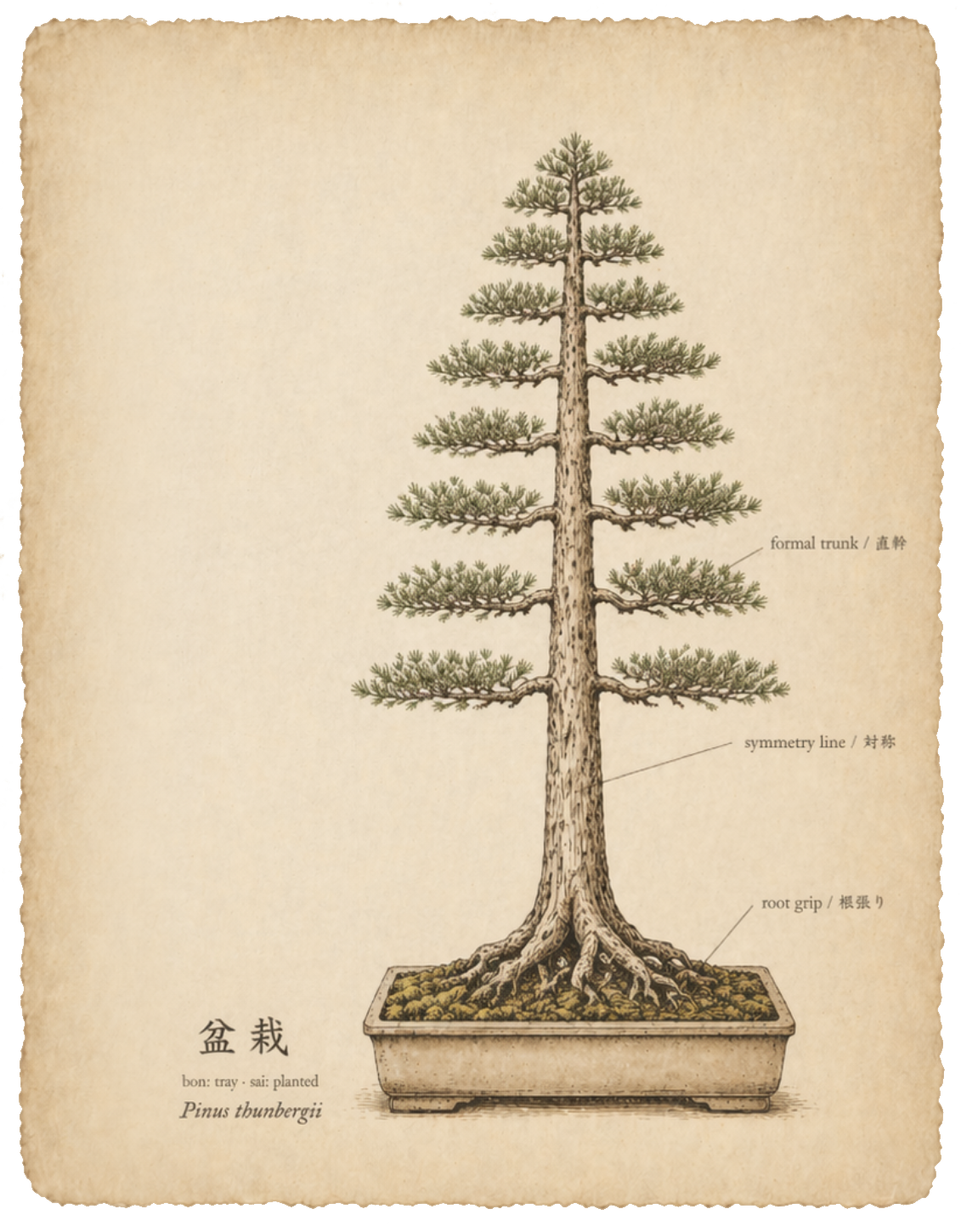 Botanical illustration of a formal upright black pine
